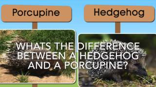 Whats the difference between a porcupine and hedgehog?