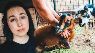 Something's VERY wrong with Tilly the goat (sickness & quarantine on our farm)