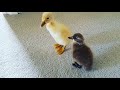 yavru ördek bakımı hakkında bilgi
