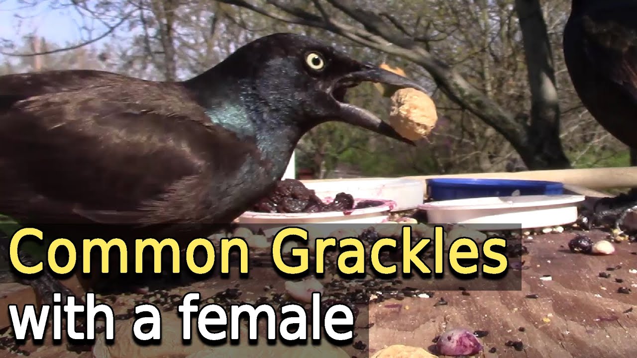Common Grackles (with Female) YouTube