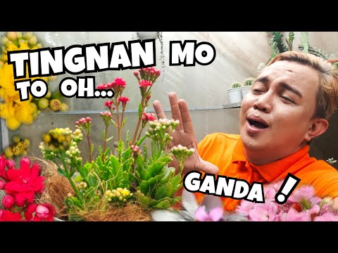 Video: Kailan Namumulaklak ang Kalanchoe - Mga Tip sa Pagpapamukang Muli ng Kalanchoe