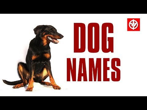 Vídeo: Mais de 200 nomes exclusivos de cachorros vermelhos e laranja
