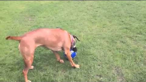 Kaylie football practice - Rhodesian Ridgeback Football Star! (Chessworld.net)