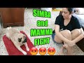 Pug Marks Territory On New Mat | Cute & Funny Video | Simba's Pug Life