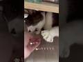 何すんだ…!あ、ごめん。病院大嫌いな猫のちゅうた【猫のちゅうた】#cat #猫 #保護猫 #shorts