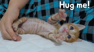 My Kitten Reaches Out For A Hug As I Approach! by 코니tv conitv 5,052 views 2 months ago 8 minutes, 57 seconds