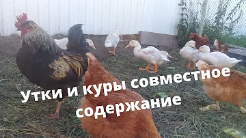 куры и утки совместное содержание