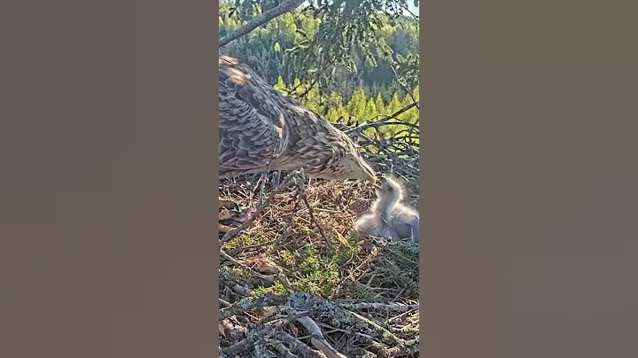 ep#1320- Review parent birds brings food to feed their babies | Birds nest daily life #birdslover