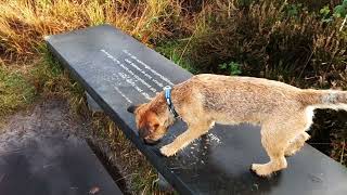 Border Terrier Woody; een natte herfst by Border Terrier Tube (BTT) 572 views 5 months ago 3 minutes, 13 seconds