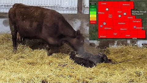 Forecast tool can help protect newborns during calving in extreme conditions