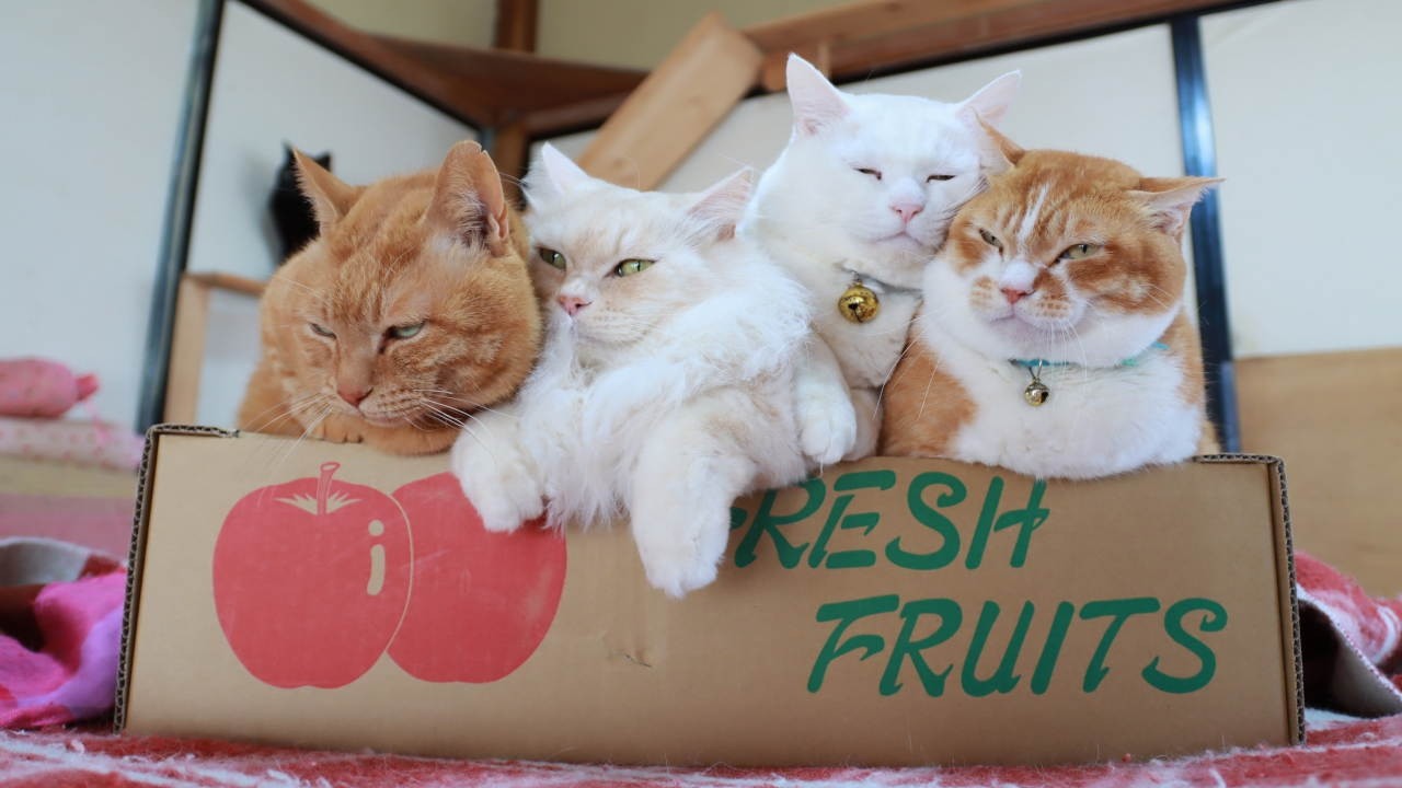 FRESH FRUITS の箱と猫 box and cat 260619 - YouTube
