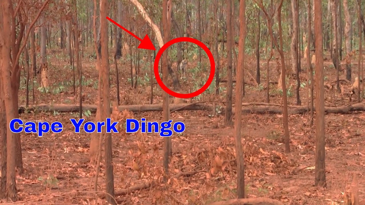 Highly skilled dingo calling must watch youtube