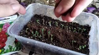 видео: Левкой седой летний. Ошибки при посеве! картинка: Левкой седой летний. Ошибки при посеве!