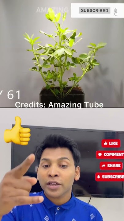 how-many-days-take-to-growing-beans-plants-shorts-youtubeshorts