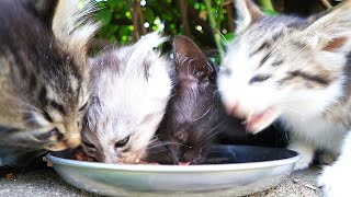 I fed hungry kittens and mother cats