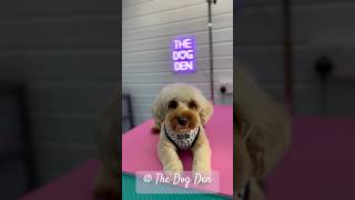 Bellas Last Groom The Dog Den