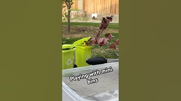 Heavy Trash Day with Toy Trash Cans | 🎶 Garbage Truck song 🎶