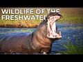 World of the Wild | Episode 11: The Freshwaters | Free Documentary Nature