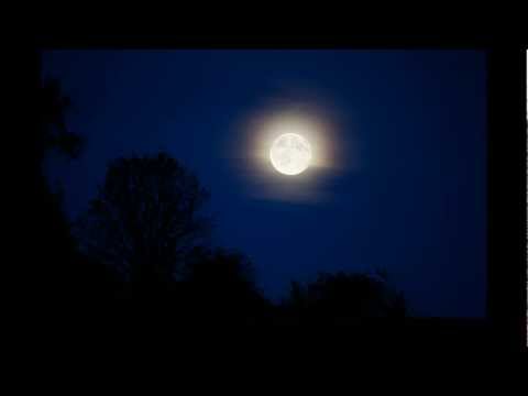 Sounds of Night Crickets