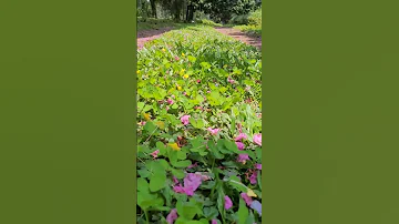 Spring Time! #nature #woods #meadow #travel #coorg #homestay #farmstay