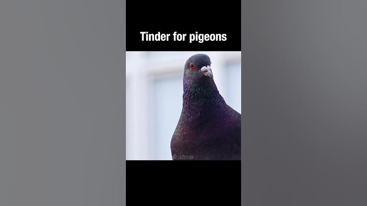 Tinder for pigeons #truefacts #shorts #pigeon