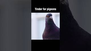Tinder For Pigeons #Truefacts #Shorts #Pigeon