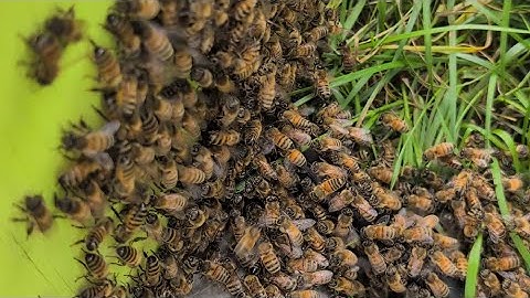 Swarm Catch Complete! Rain, Nightfall & Bee Wrangling at the Apiary | Greg The Bee Guy (Part 2)