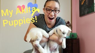 Meet my Akita Puppies! Vlog/ First bath by KonaandReagan Akitas 1,525 views 4 years ago 4 minutes, 15 seconds