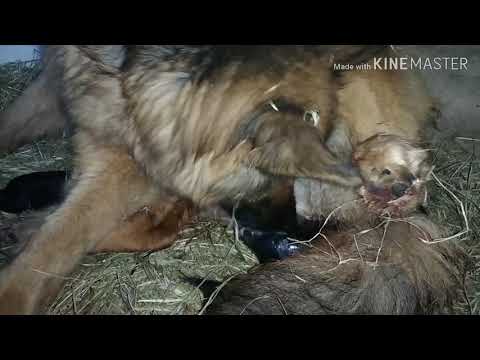 РОДЫ У СОБАКИ// ПОЯВЛЕНИЯ ЩЕНКА НА СВЕТ