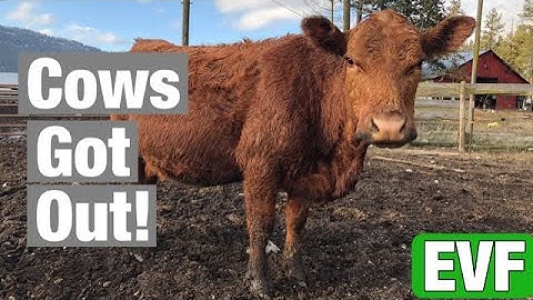 Sorting calves | Cows got out!!!