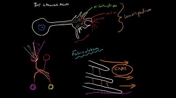 Wiring The Brain: The Growing Axon