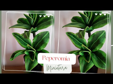 Peperomia em miniatura