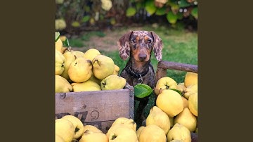 Understated Music for Lazy Doggo