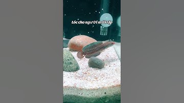 Lóc cảnh mini #cacanh #caloccanh #fish #channafish #channa #channamaru