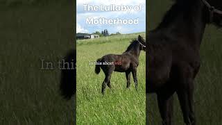 'The Lullaby of Motherhood: How Horses Calm Their Foals'#shorts