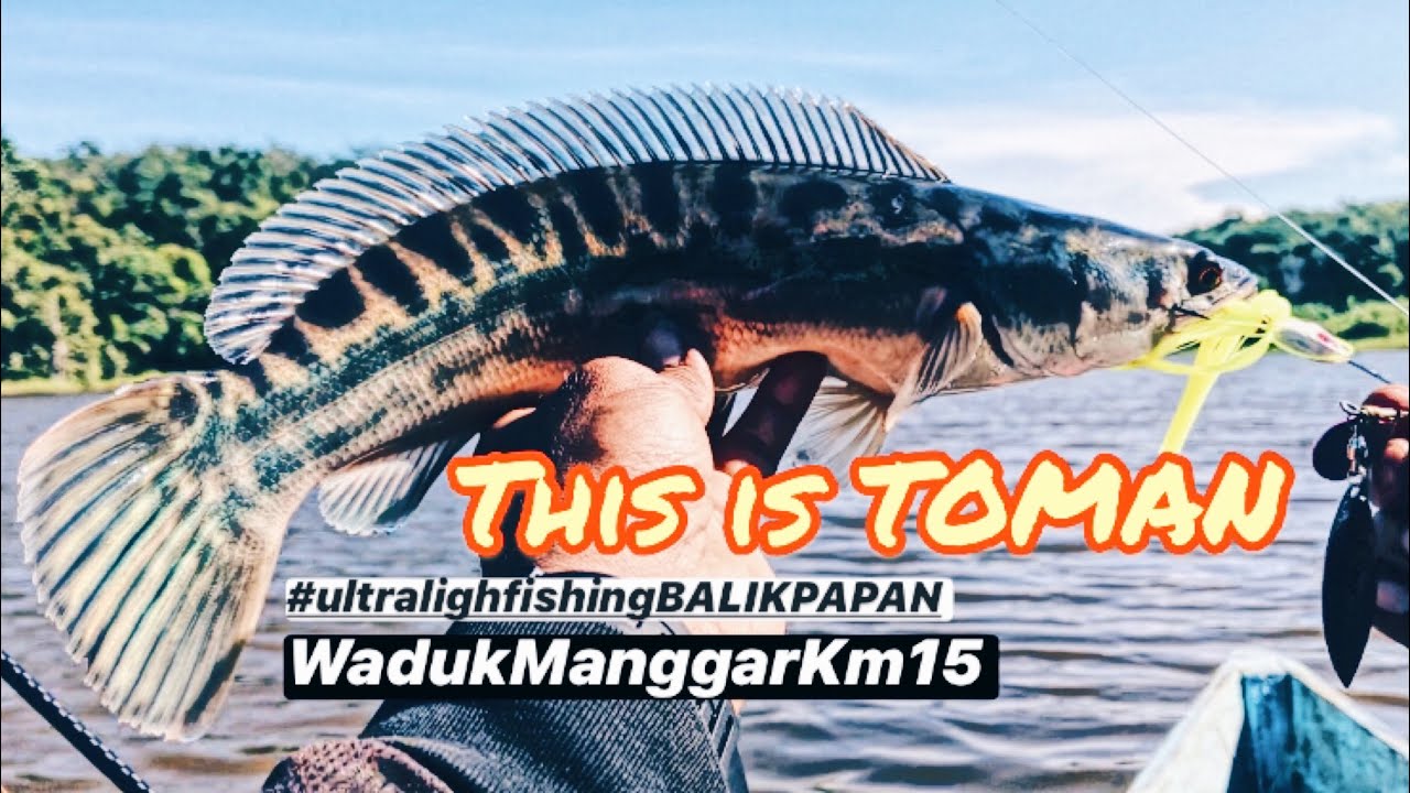 Mancing Ikan TOMAN || Full casting || Ultraligh Fishing Balikpapan