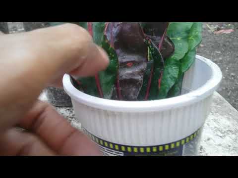propagating kroton from leaves