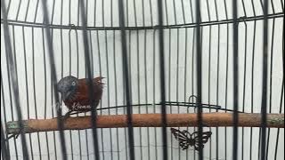 Tepus Kepala Abu Betina Gacor #tepuskepalaabu