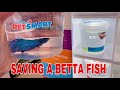 BUYING A *NEW* BETTA FISH | Vlog