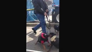 Redirected Aggression in dogs