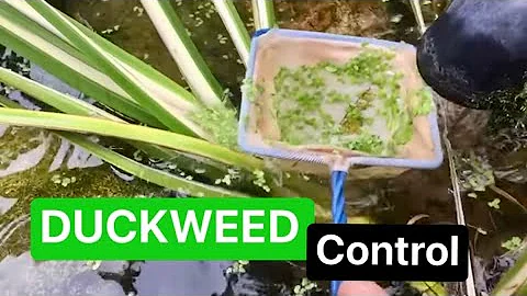 How do you get rid of duck weed? - duckweed control uk