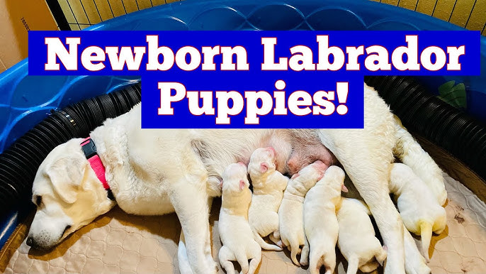 How to Set up a Whelping Box and Whelp Puppies Successfully - PetHelpful