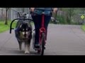 Ride on a dog powered scooter