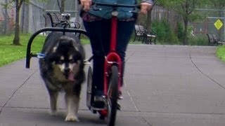 Ride on a dog powered scooter