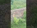 Maharashtra ki chader#vlog #maharashtra #minivlog #dame