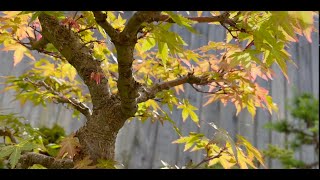 Springtime Awakening: A tour of some of my bonsai collection. by Bonsai Guide to Life 2,306 views 4 weeks ago 7 minutes, 48 seconds