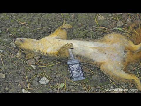 Download Drunk Squirrel at the club? 😮Commentary & Vid😮  ( David Spates )