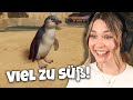 Die Zwergpinguine sind ENDLICH da! - Planet Zoo: Muckelzoo 104 (Stream vom 10.01.2025)