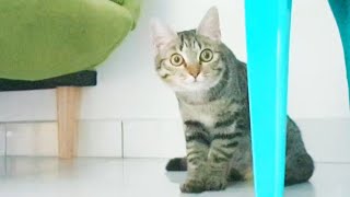 Cat reactions to her own meow. by Cats Reporter 220 views 3 years ago 4 minutes, 56 seconds