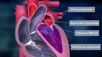 ¿Qué función cumplen las aurículas para el corazón?